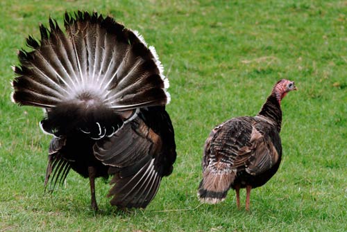 Turkeys 