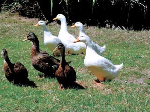Ducks 