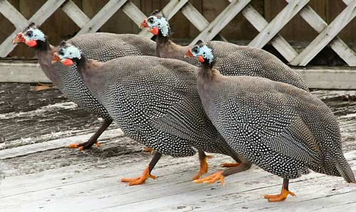 Guinea fowl 