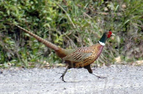Pheasant 