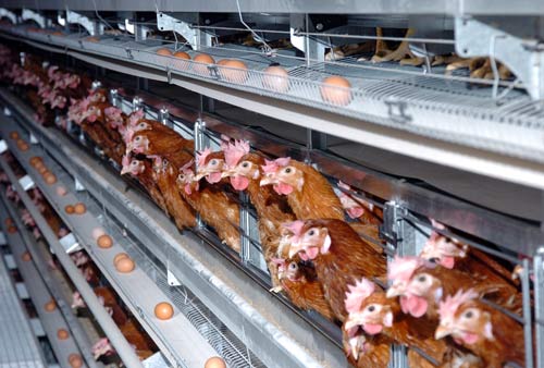 Caged hens