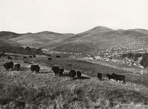 Sheep and cattle on easy hill country