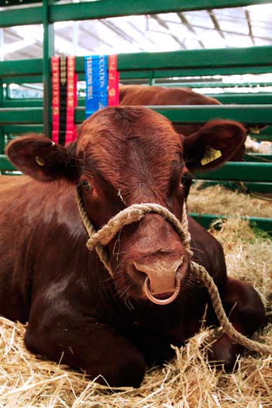 Prize-winning beef Shorthorn