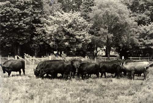 Beef production research, Ruakura, 1956