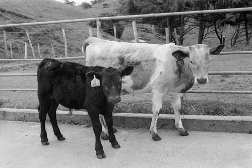 Charolais and Angus calves