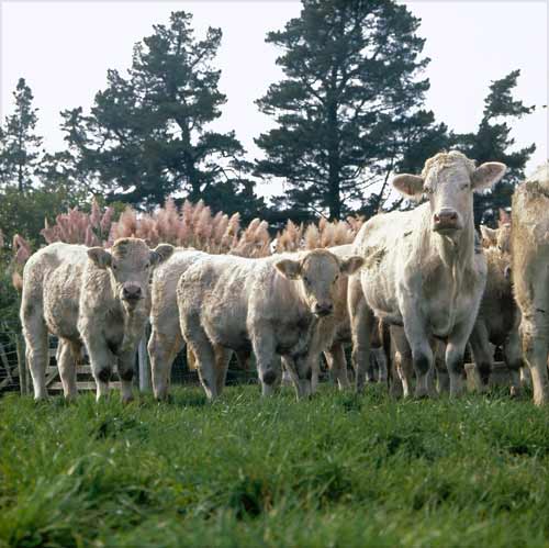 Charolais cows and calves