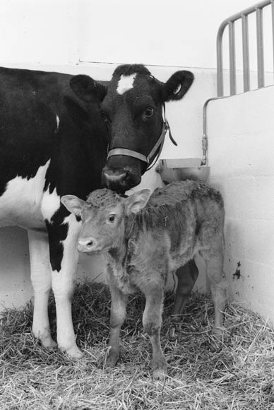 Limousin calf with Friesian foster mother