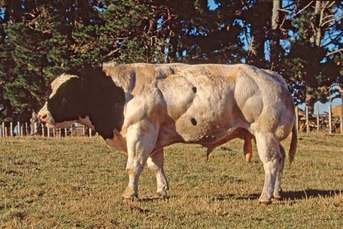 Belgian Blue bull 