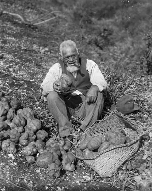 Koroua with kūmara
