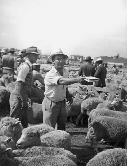 Auctioning sheep 