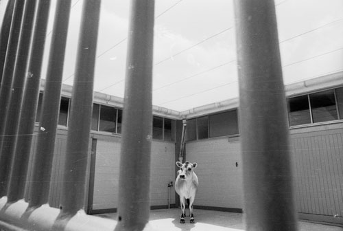 The loneliness of the quarantined cow