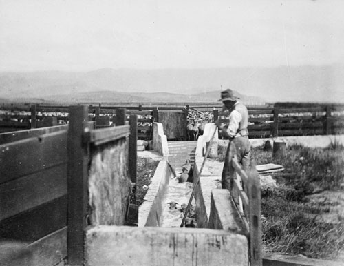 Sheep dipping, 1892