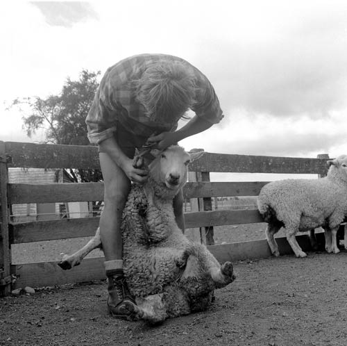 ‘Footrotting’ a sheep