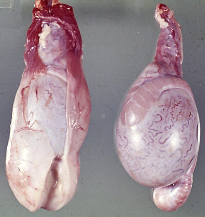 Brucella ovis infection