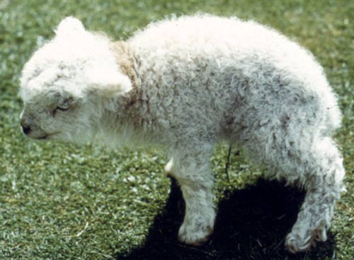 Hairy shaker disease