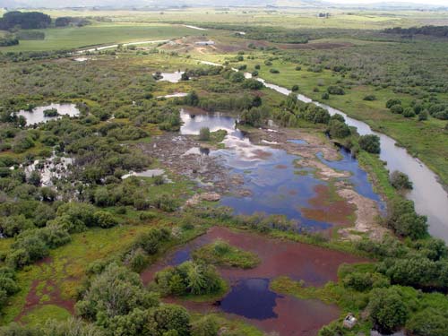 Whangamarino wetland