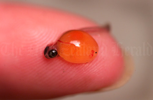 Newly hatched trout