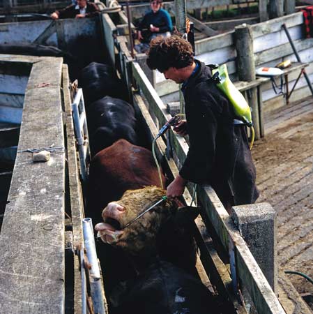 Modern cattle yards