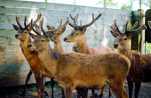 Deer in yards 