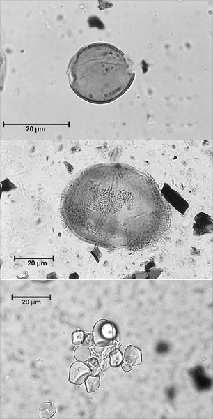 Microfossils