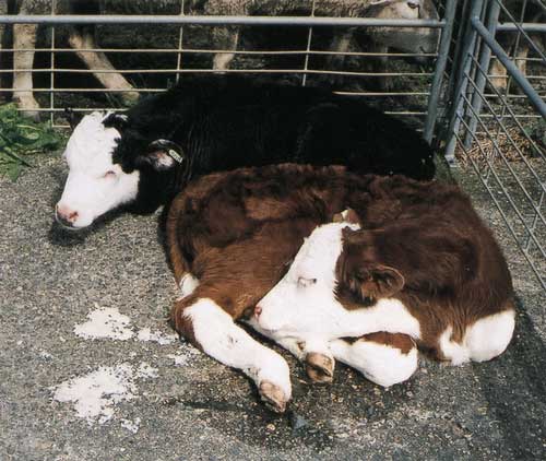Calves with diarrhoea