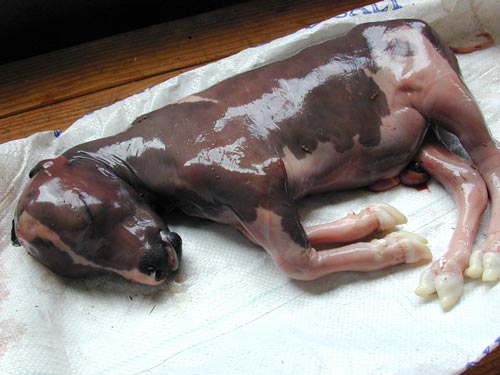 Neosporum abortion
