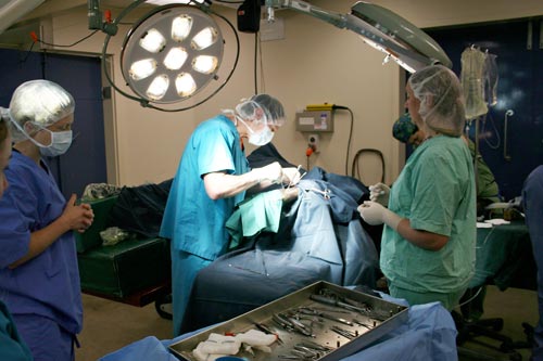 Cow surgery