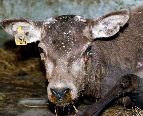Malignant catarrhal fever in deer