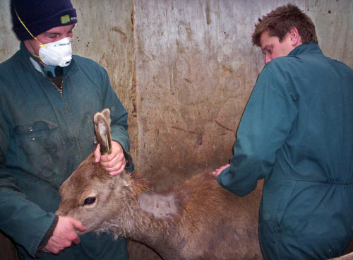 Testing deer for TB