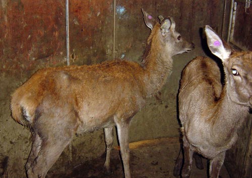 Johne’s disease in deer