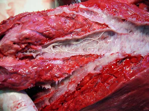 Lungworm in deer