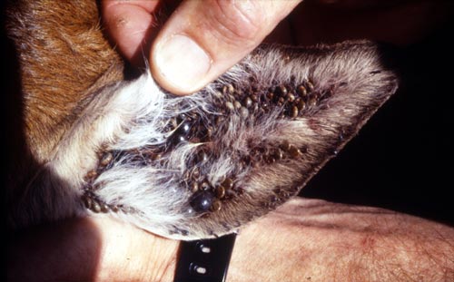 Deer ticks