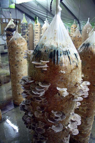 Bags of oyster mushrooms 