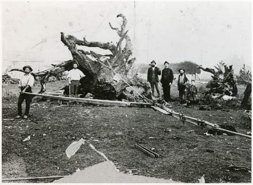 Stump removal