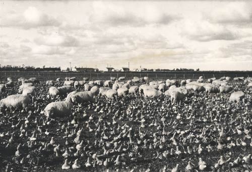 Sheep grazing on swedes