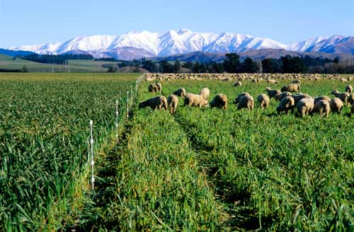 Break feeding oats