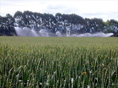 Spray irrigation