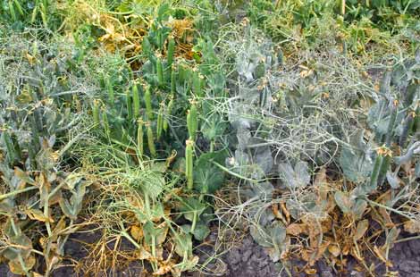 Powdery mildew