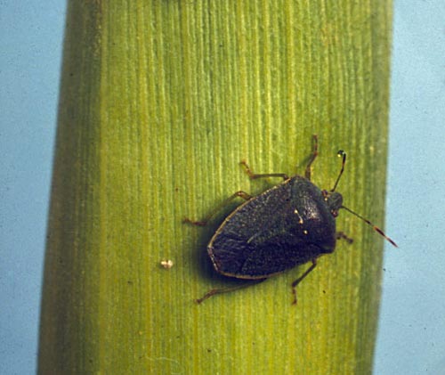 Green vegetable bug