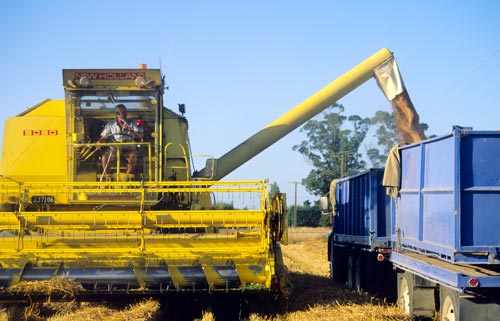 Header delivering grain to bulk trucks