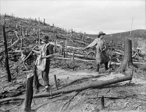 Sowing North Island hill country