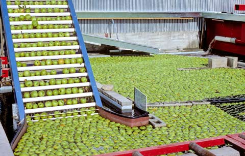 Washing and sorting apples 