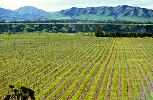 Growing grapes