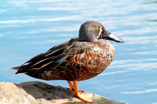 Australasian shoveler 