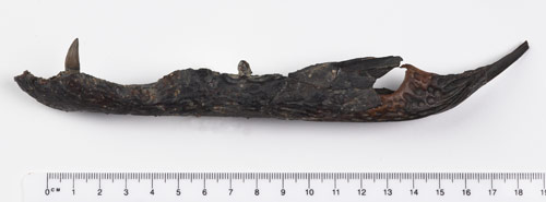 Fossil remains 