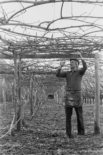 Pergola frames 