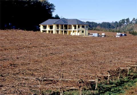 Vines in winter