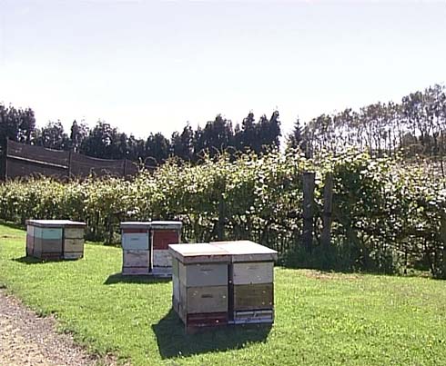 Beehives in an orchard