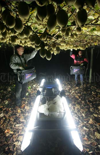 Picking fruit at night