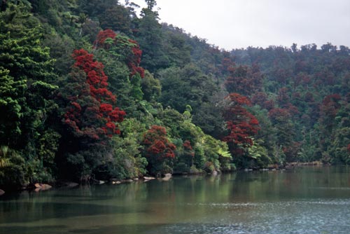Red flowering trees on banks of river